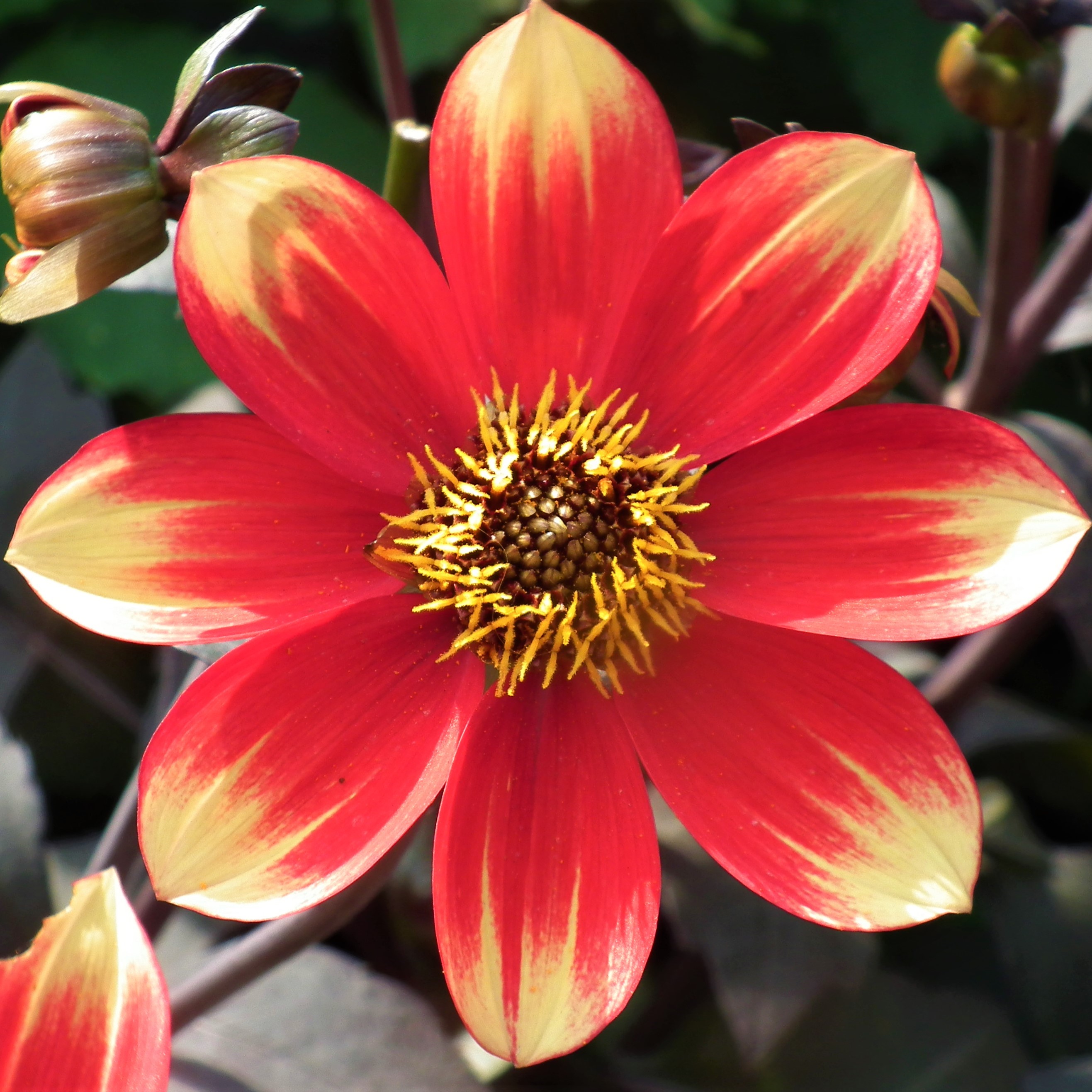 Dahlia Dahlegria Bi Colore